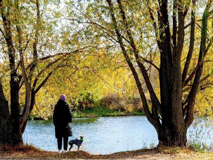 В Тверской области мошенники вымогали деньги у женщины, искавшей своего пса