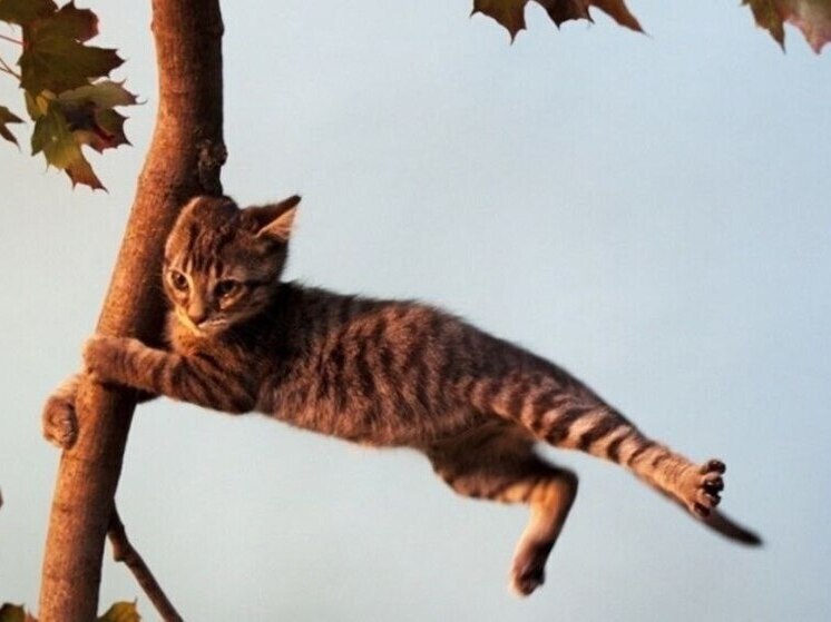 В Ярославле снова ожидаются штормовые ветра