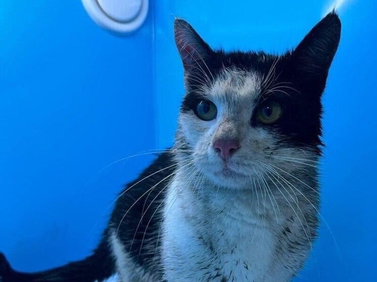 Застрявшего в облицовке канала Грибоедова кота отдали хозяйке