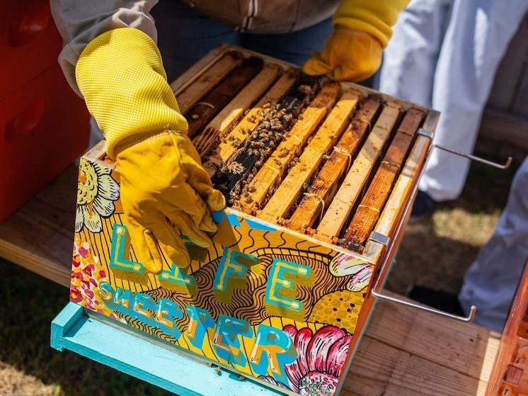 39 тонн «фантомного» мёда изъяли из оборота в Дагестане