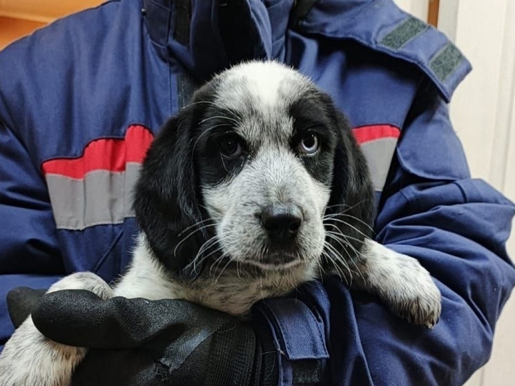Белого Бима с черным ухом доставили в приют Нарьян-Мара