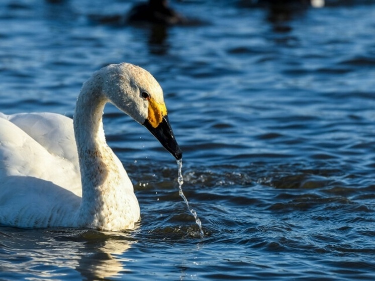 Малые лебеди из НАО вновь прилетели на зимовку в Слимбридж