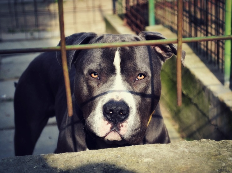 В Новосибирске питбуль по команде хозяина напал на прохожего