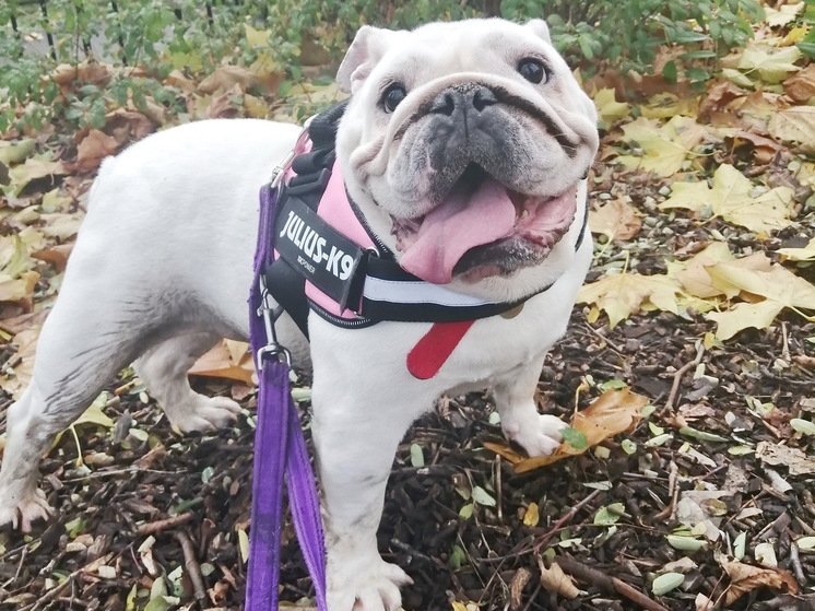 Мопсы, английские и французские бульдоги могут исчезнуть в Британии к 2035 году