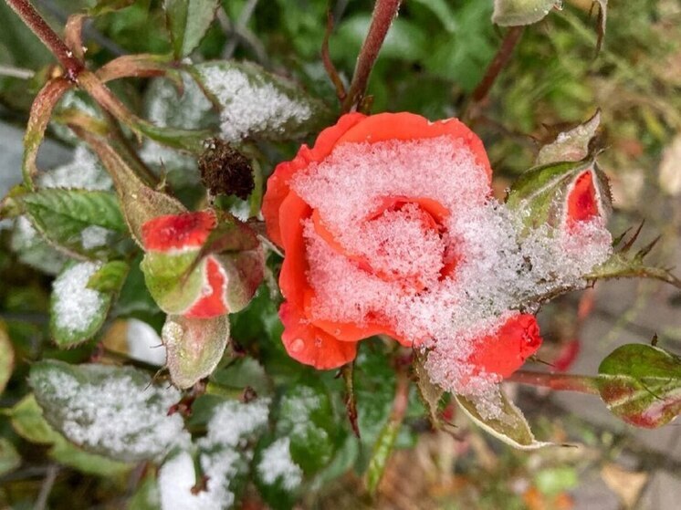 В среду в Воронежской области пройдет мокрый снег