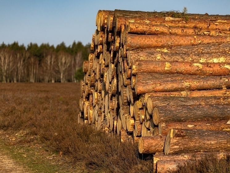 Красноярского предпринимателя обвиняют в контрабанде леса на 10 миллионов рублей