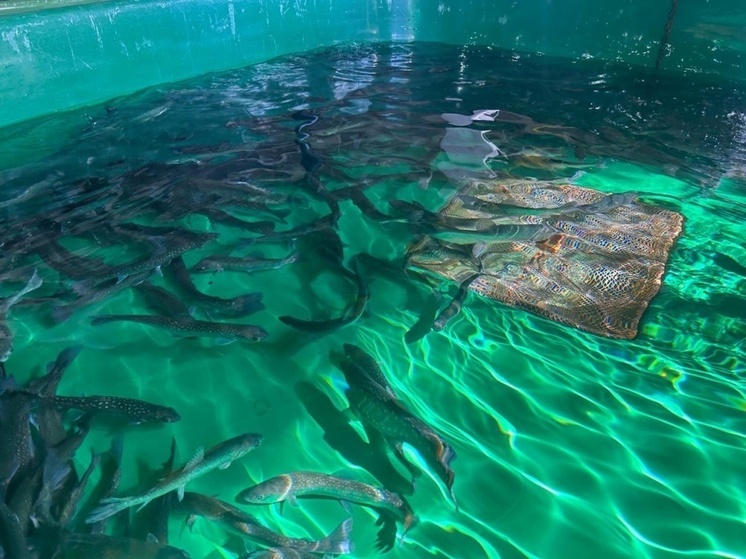 Ученые успешно выращивают в аквакультуре уникальную арктическую рыбу с рекордным содержанием омега-3