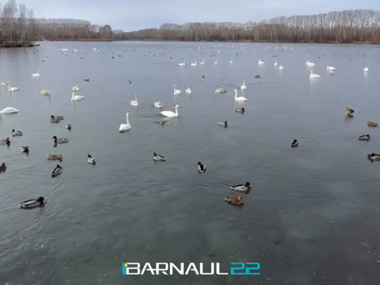 Первые лебеди прилетели зимовать на озеро Светлое в Алтайском крае