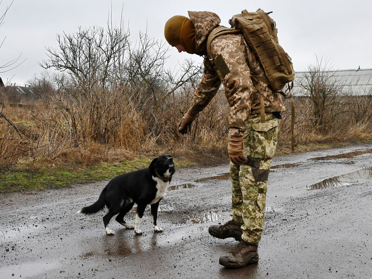 Экс-командир ВСУ Якубец: нужно мобилизовать всех мужчин, имеющих служебных собак