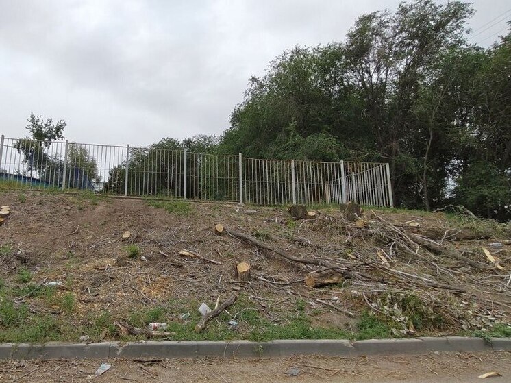 Глава Самары Иван Носков объяснил вырубку зелёных насаждений в областной столице