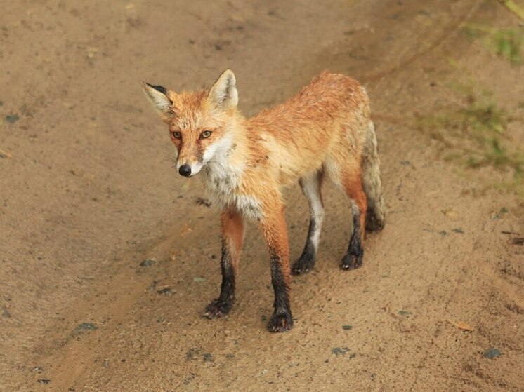 Пензенцы стали свидетелями ночного визита лисы в микрорайон Спутник