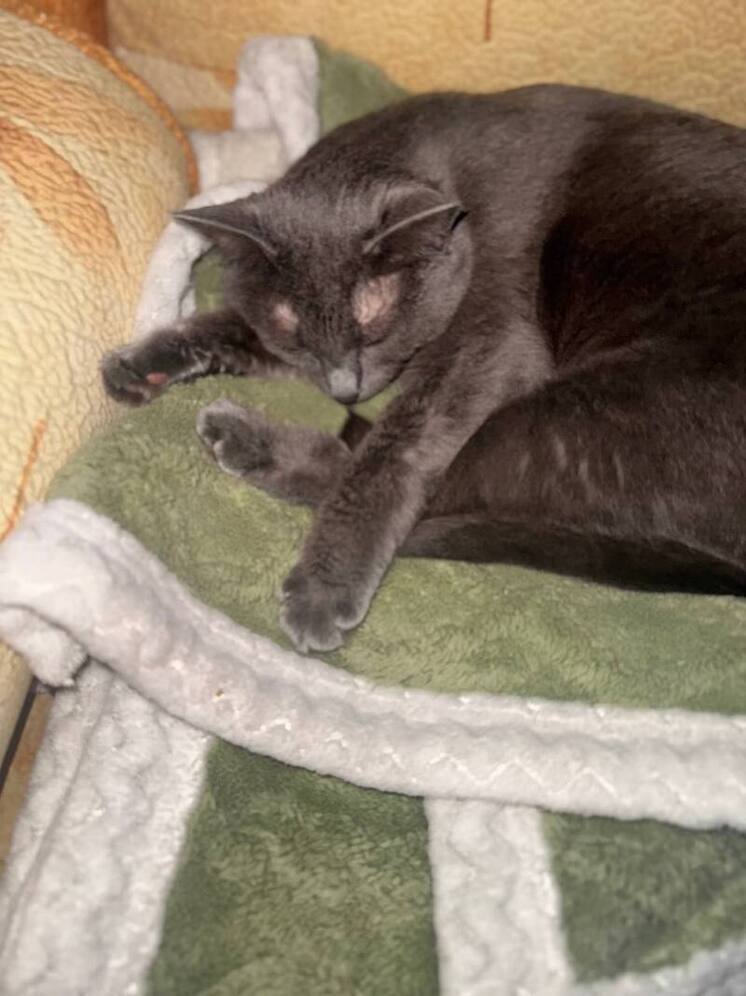 Грозит шизофрения: учёные из США ищут связь между болезнью и домашними кошками