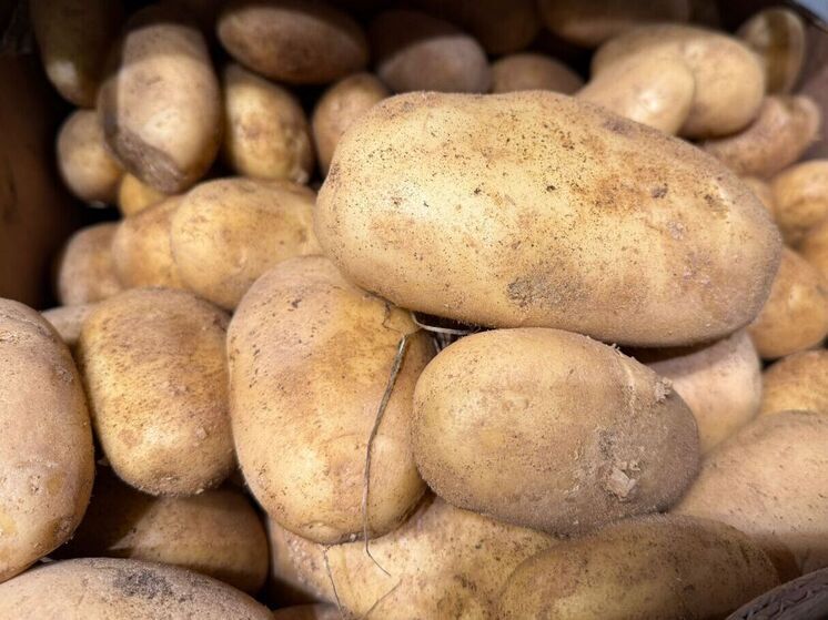 В Кабардино-Балкарии урожай картофеля обогнал показатель прошлого года на 4,4%