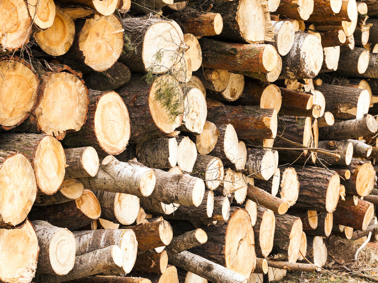 В Архангельской области взыскали миллионный штраф за незаконную рубку леса