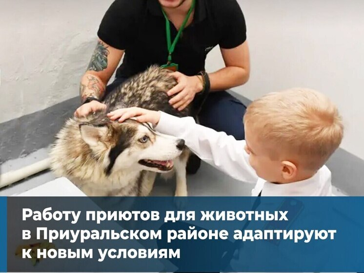 С 2027 года все бездомные животные Приуралья будут поступать в приют Лабытнанги