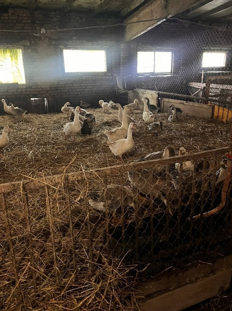 В Суздале прокурор выявил нарушения ветеринарного законодательства