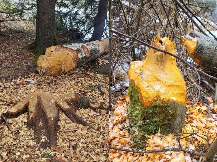 Рабочую площадку бобров обнаружили на Таганае