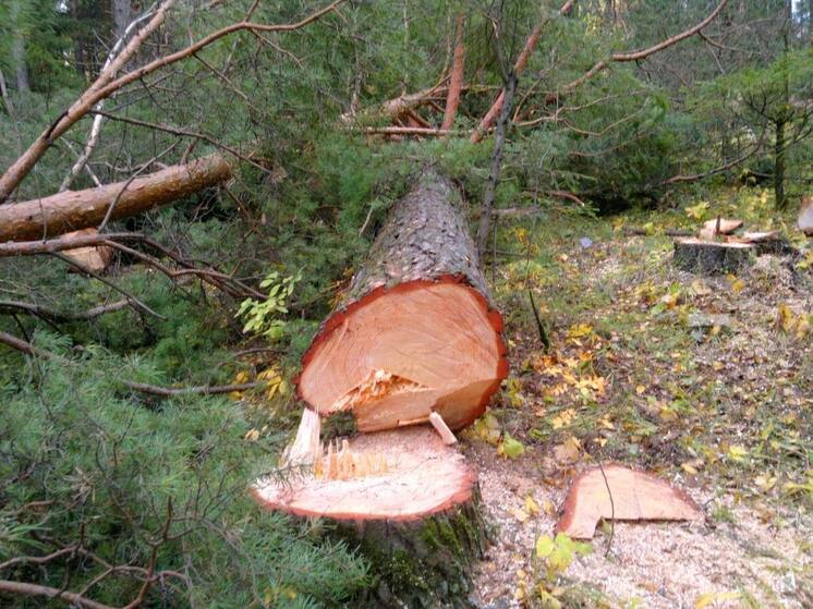 На Алтае «черные лесорубы» спилили более 400 деревьев