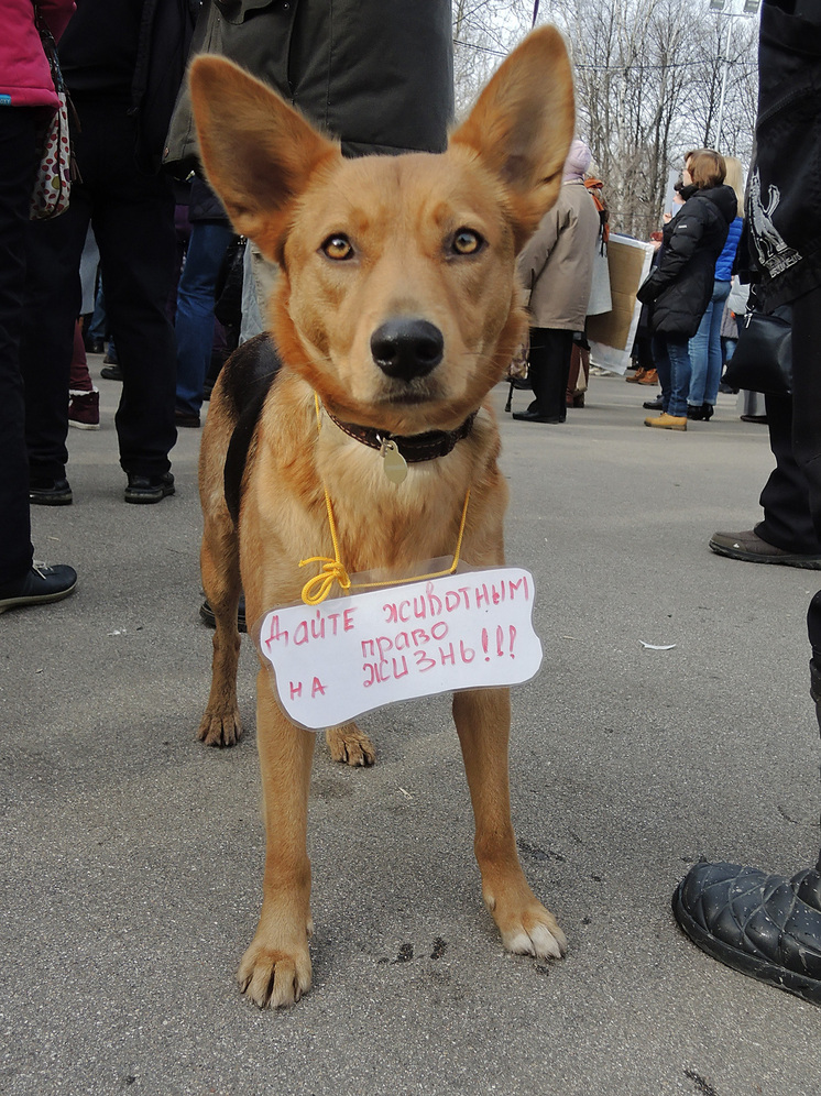 В Иркутской области догхантеры массово отравили домашних и бездомных собак