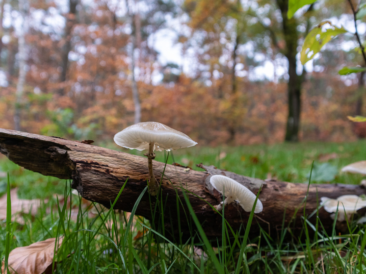 Курян предупредили об опасности сбора грибов в городе