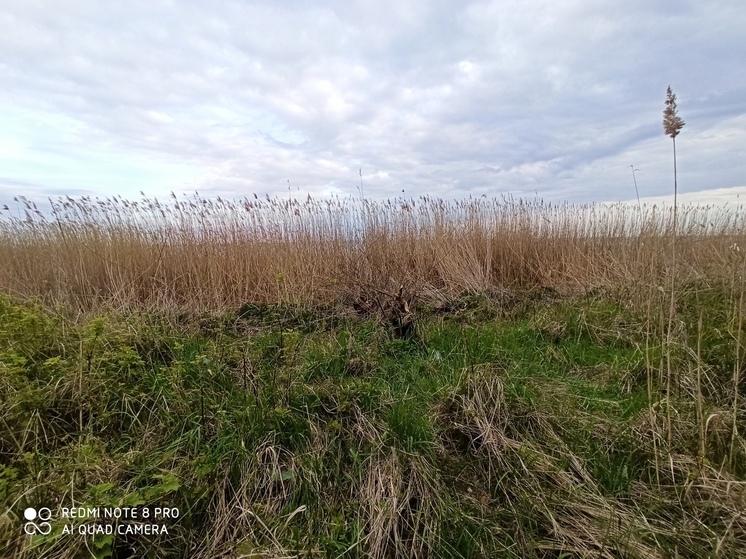 Заросшие сельхозучастки стали основанием для штрафа их владельцам
