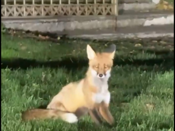 Дикую лису в Азове засняли на камеру