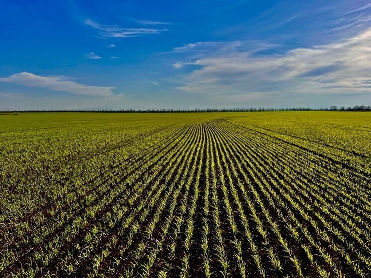 Аграрии Крыма превысили показатели по севу озимых культур