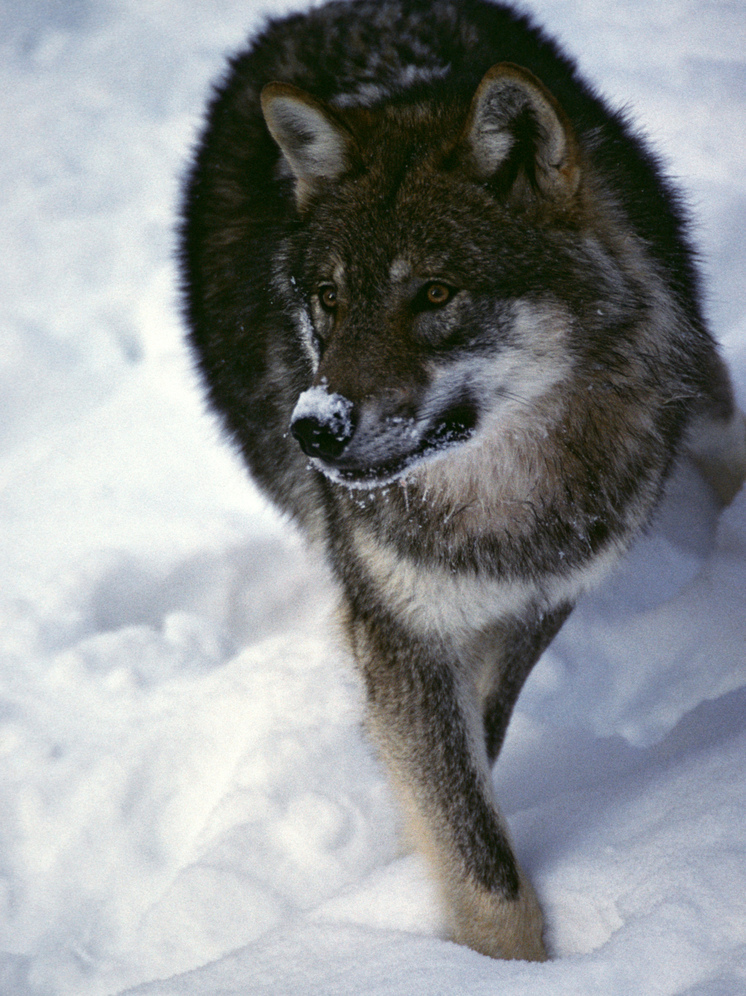 Волчица в Британской Колумбии научилась вытягивать сети с рыбой