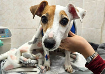 Украденная из мусорки персиковая косточка закупорила кишечник джек-рассел-терьеру