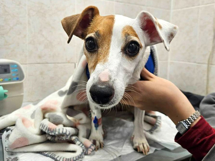Украденная из мусорки персиковая косточка закупорила кишечник джек-рассел-терьеру
