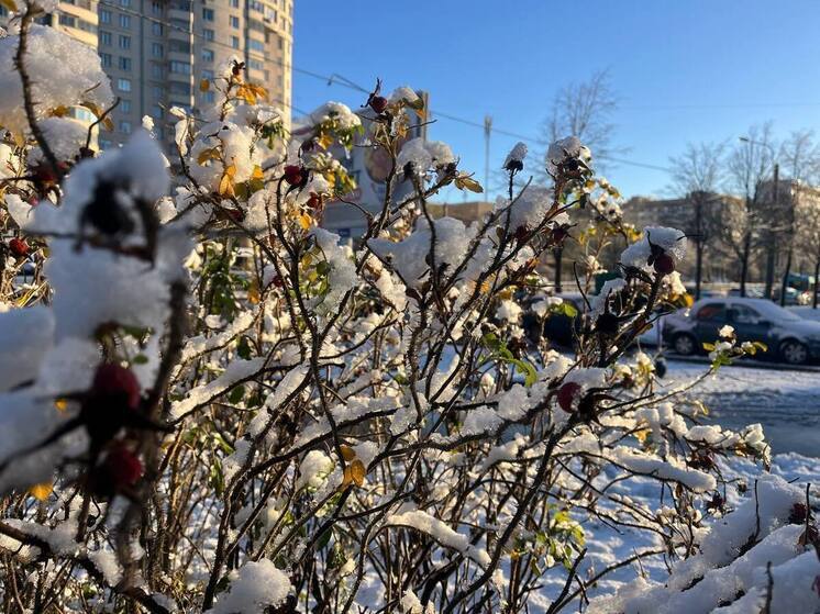Мурманскую область ждут снег, порывистый ветер и гололедица 20 ноября