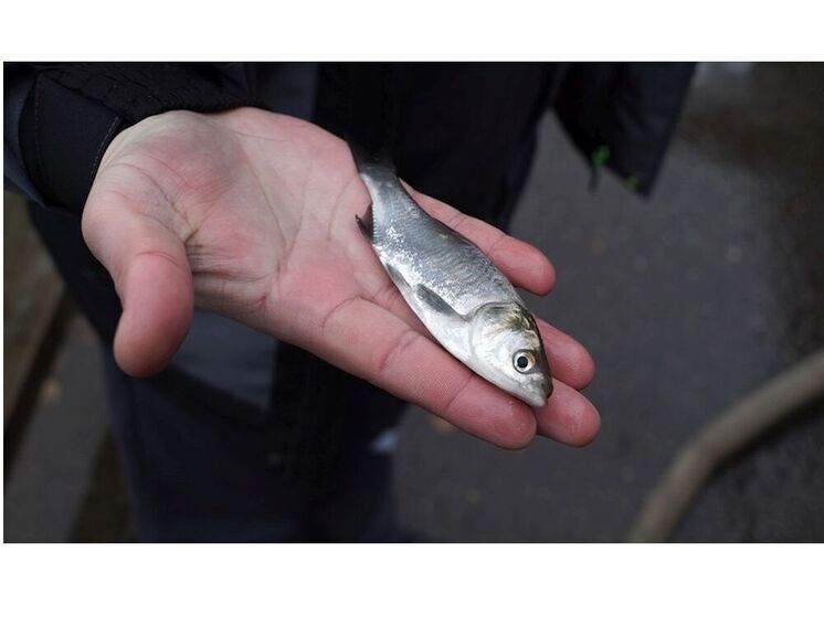 В Десногорское водохранилище смоленские атомщики выпустили 600 тысяч мальков белого амура и толстолобика