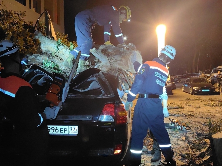 Спасатели деблокировали автомобили, на которые рухнуло большое дерево в Сочи