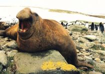 Птичий грипп H5N1 привел к катастрофическому сокращению численности южных морских слонов на острове Южная Джорджия