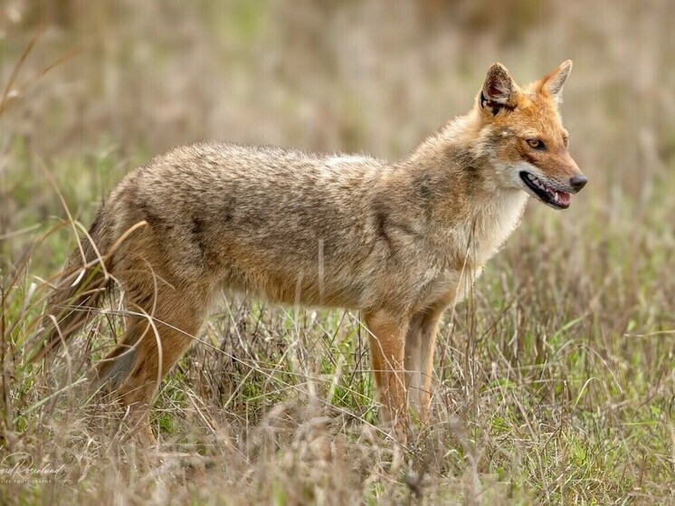 В Запорожской области начнут регулировать численность хищников