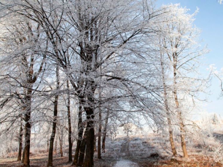 Ночью 20 ноября в Брянской области температура упадет до -5 градусов