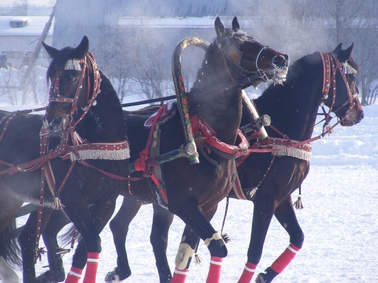 Масштабный фестиваль «Русская тройка» вновь пройдет в Вологодском округе