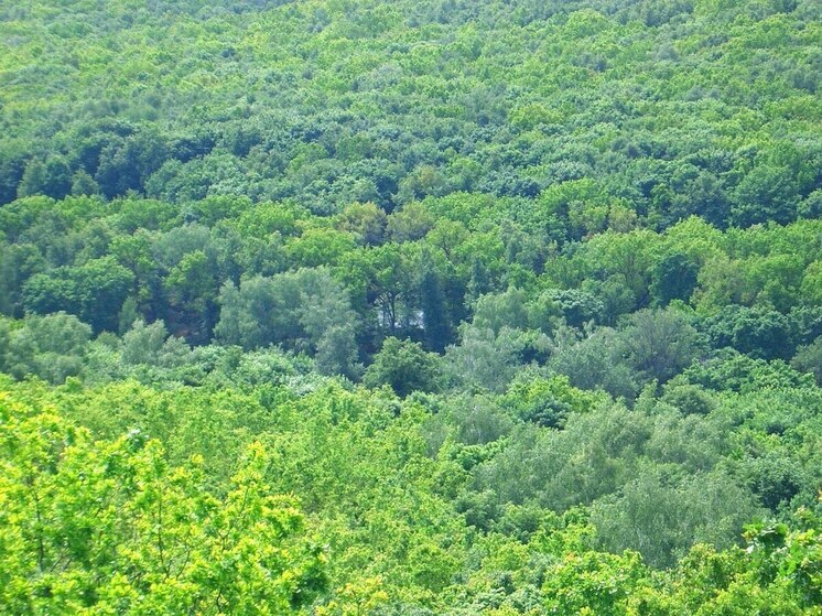 На Кумысной поляне в Саратове обнаружена свалка