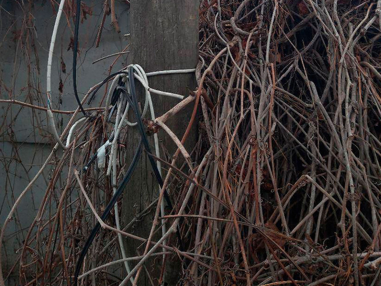 Липчане бьют тревогу из-за ветхих проводов и гнилых столбов
