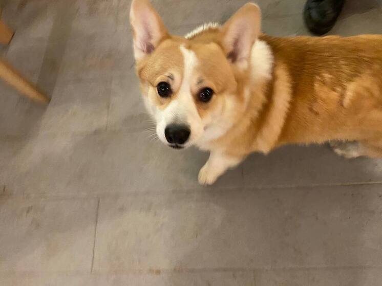 Сторожа в Лужском районе обвиняют в жестоком убийстве щенка