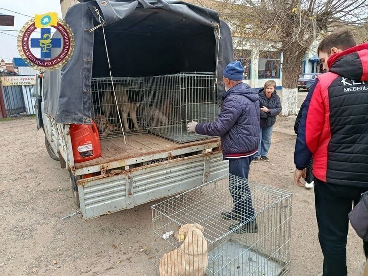 В Калмыкии выпустили на улицы собак с чипами
