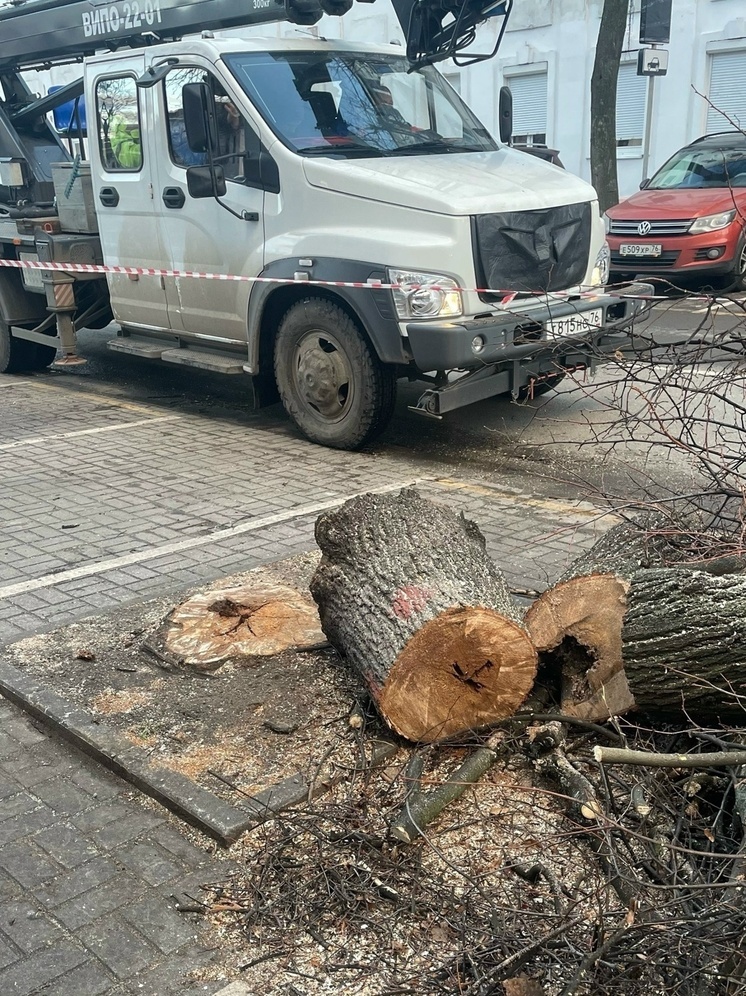 Ярославцы уверены, что у них во дворе срубили здоровое дерево