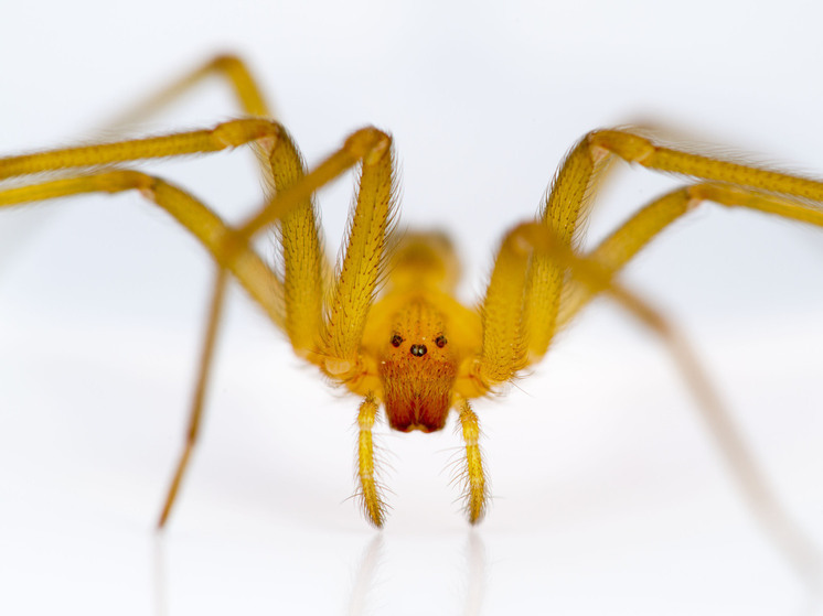 Германия — Тихая экспансия шестиглазой мигрантки