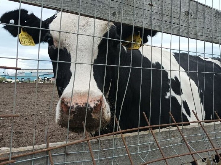 Новую партию скота из Калининградской области доставили в Казахстан