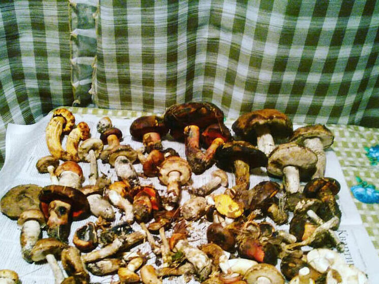 Саратовские депутаты озаботились защитой редких грибов