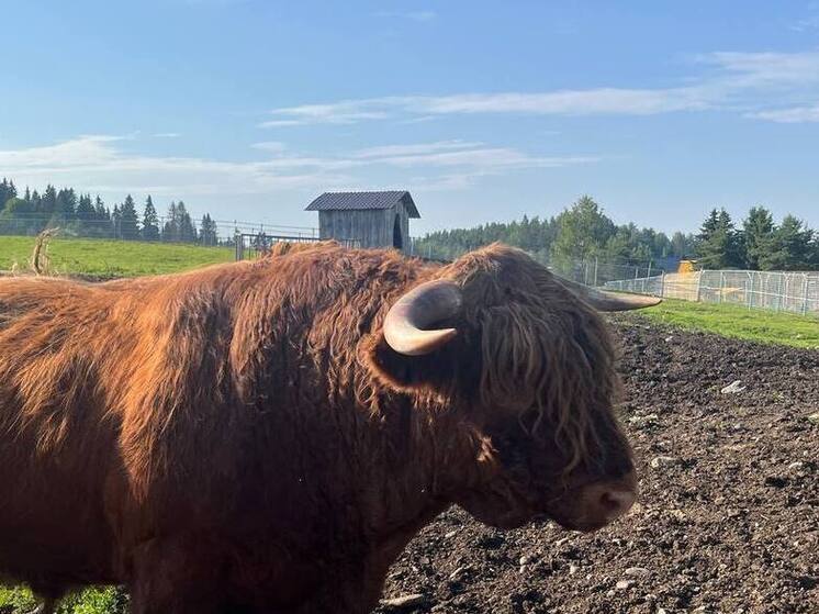 В Хакасии намерены ужесточить наказание за самовыгул скота и отказ от чипирования