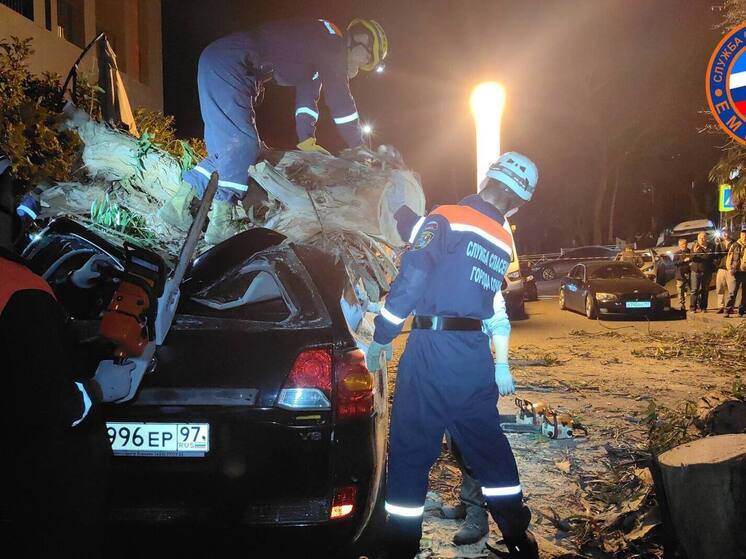В Сочи спасатели деблокировали автомобили, на которые упало большое дерево