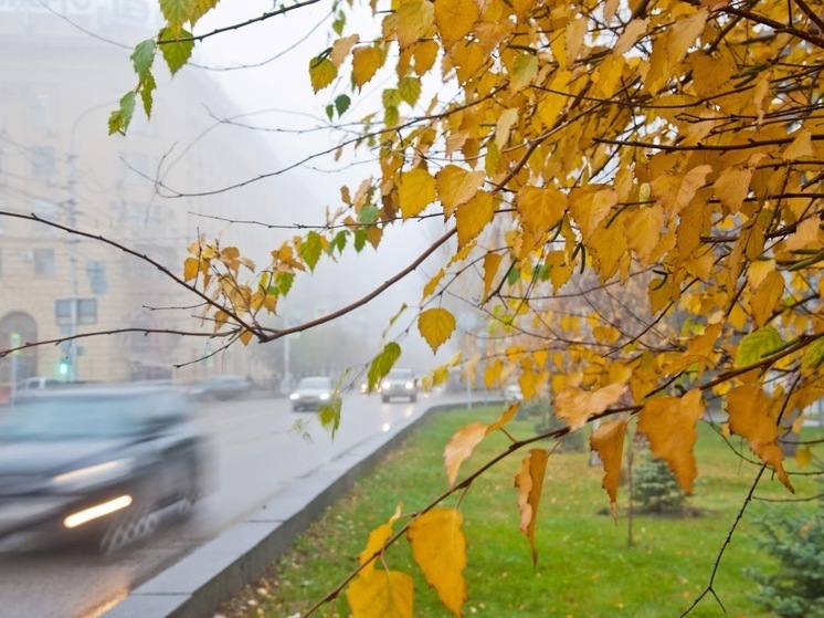 В Волгоградской области 20 ноября ожидаются дожди и до +13 ℃