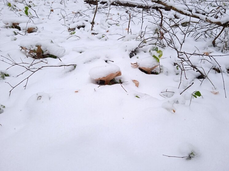 Четверо спасателей и три единицы техники задействованы в поиске семьи Усольцевых