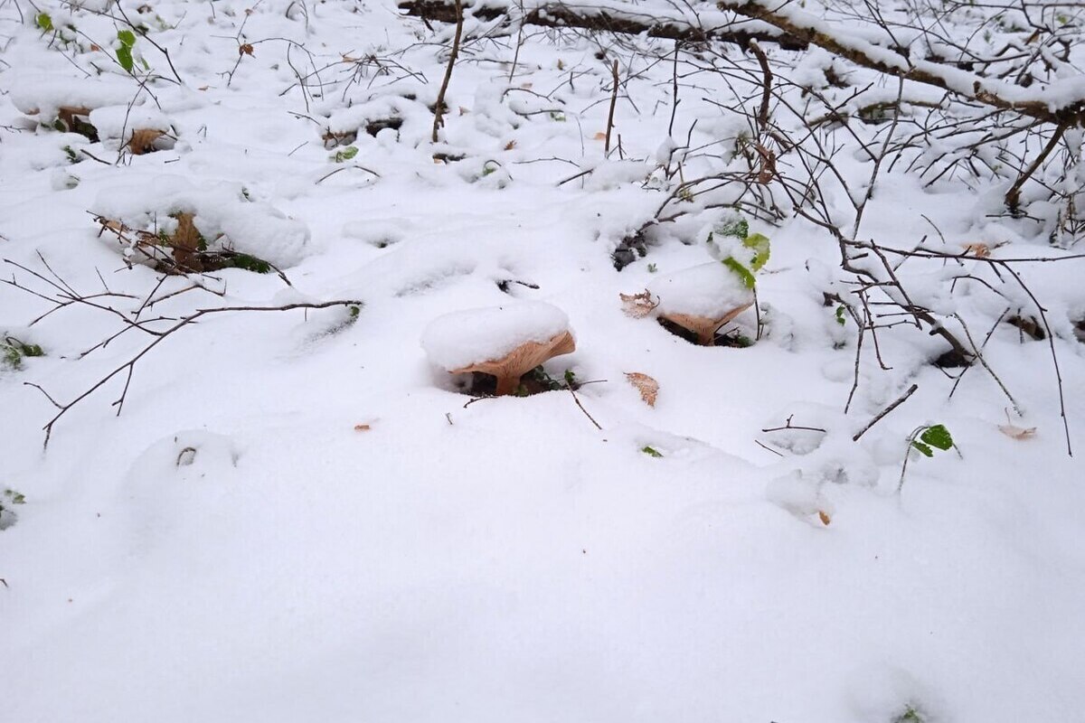 Спасатели рассказали о поиске семьи Усольцевых в Красноярском крае